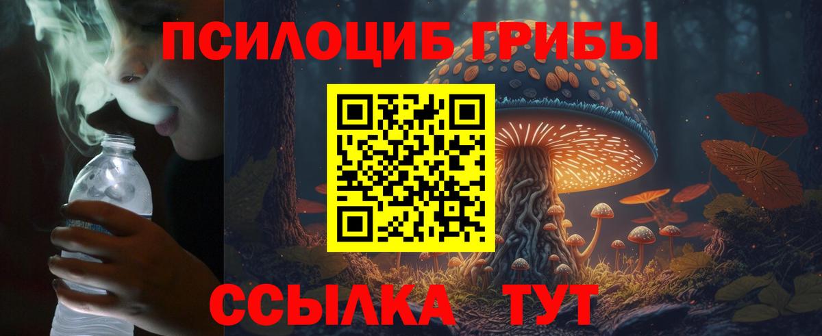 Псилоцибиновые грибы Psilocybe Новокузнецк